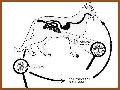 Life Cycle of Giardia in Cats